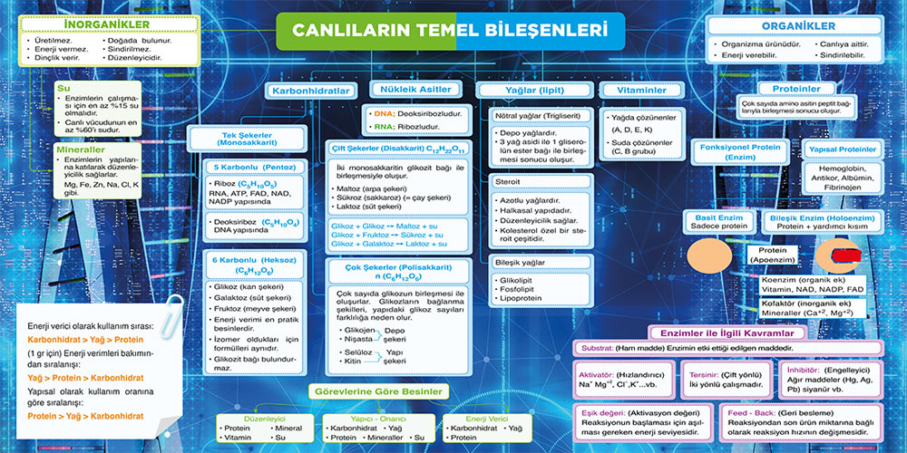 Canlıların temel bileşenleri