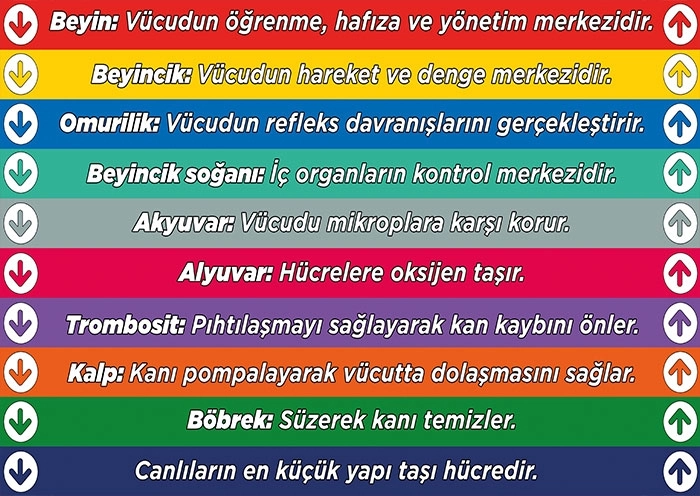 Fen bilgisi Merdiven yazısı