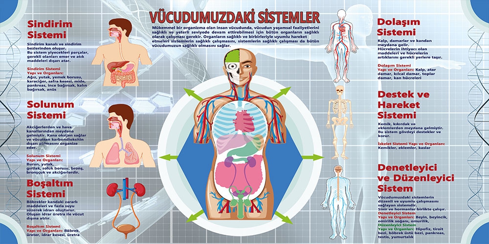 Vücudumuzdaki sistemler