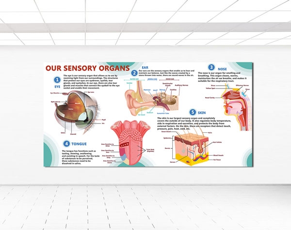 Our Sensory Organs 