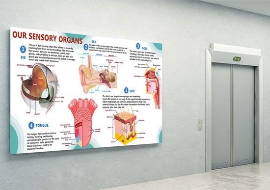 Our Sensory Organs 