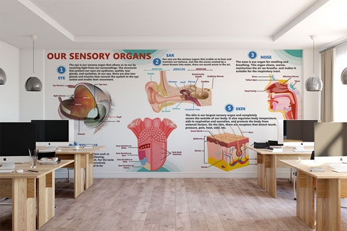 Our Sensory Organs 