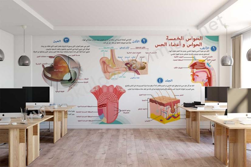  الحواس الخمسة:الحواس و أعضاء الحس 