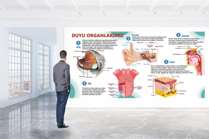 Duyu Organları posterini en uygun fiyat ve hızlı kargo avantajıyla sahip olabilirsiniz. Fen sokağı posterlerini fiyat ve yorumları inceleyin